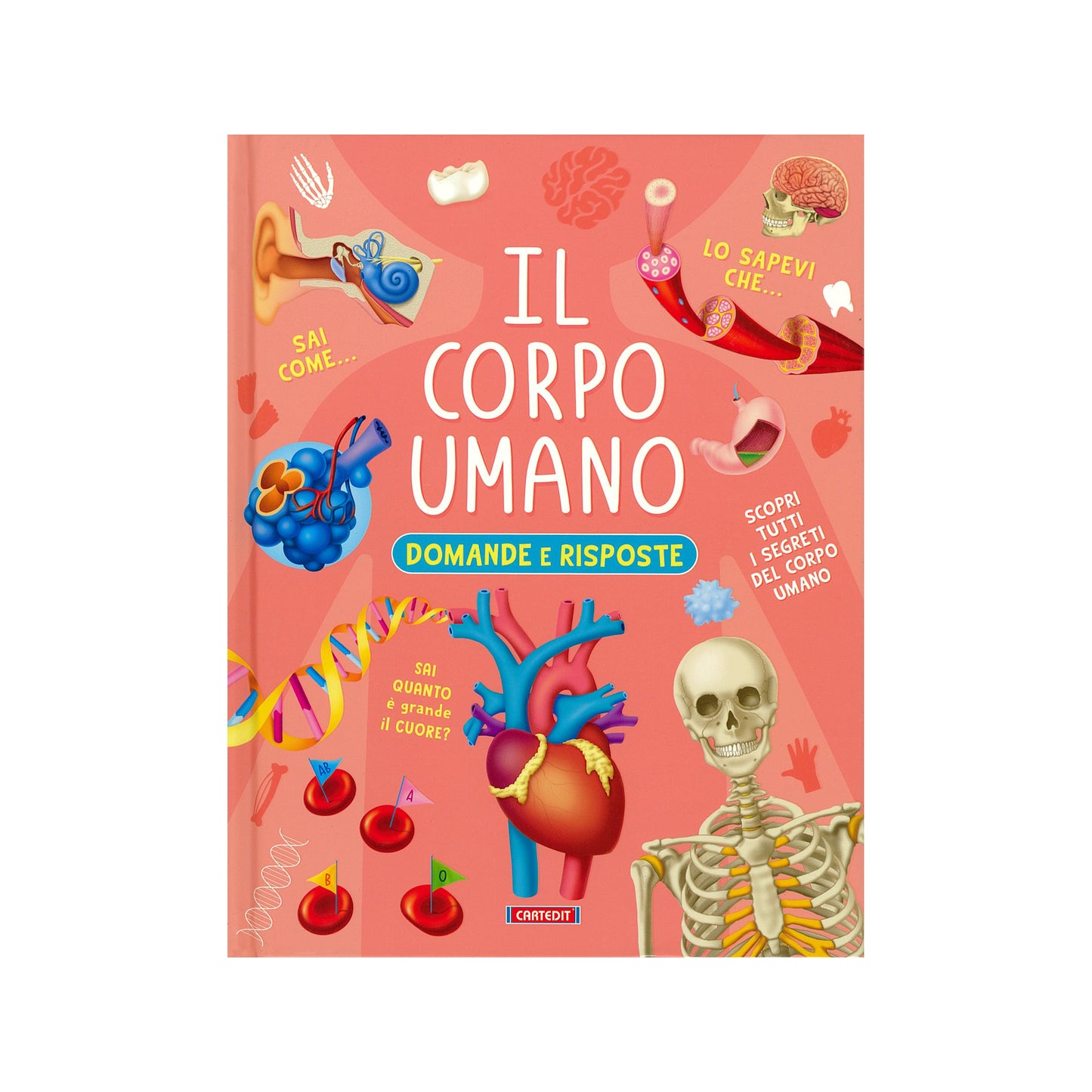 Il Corpo Umano Domande e Risposte